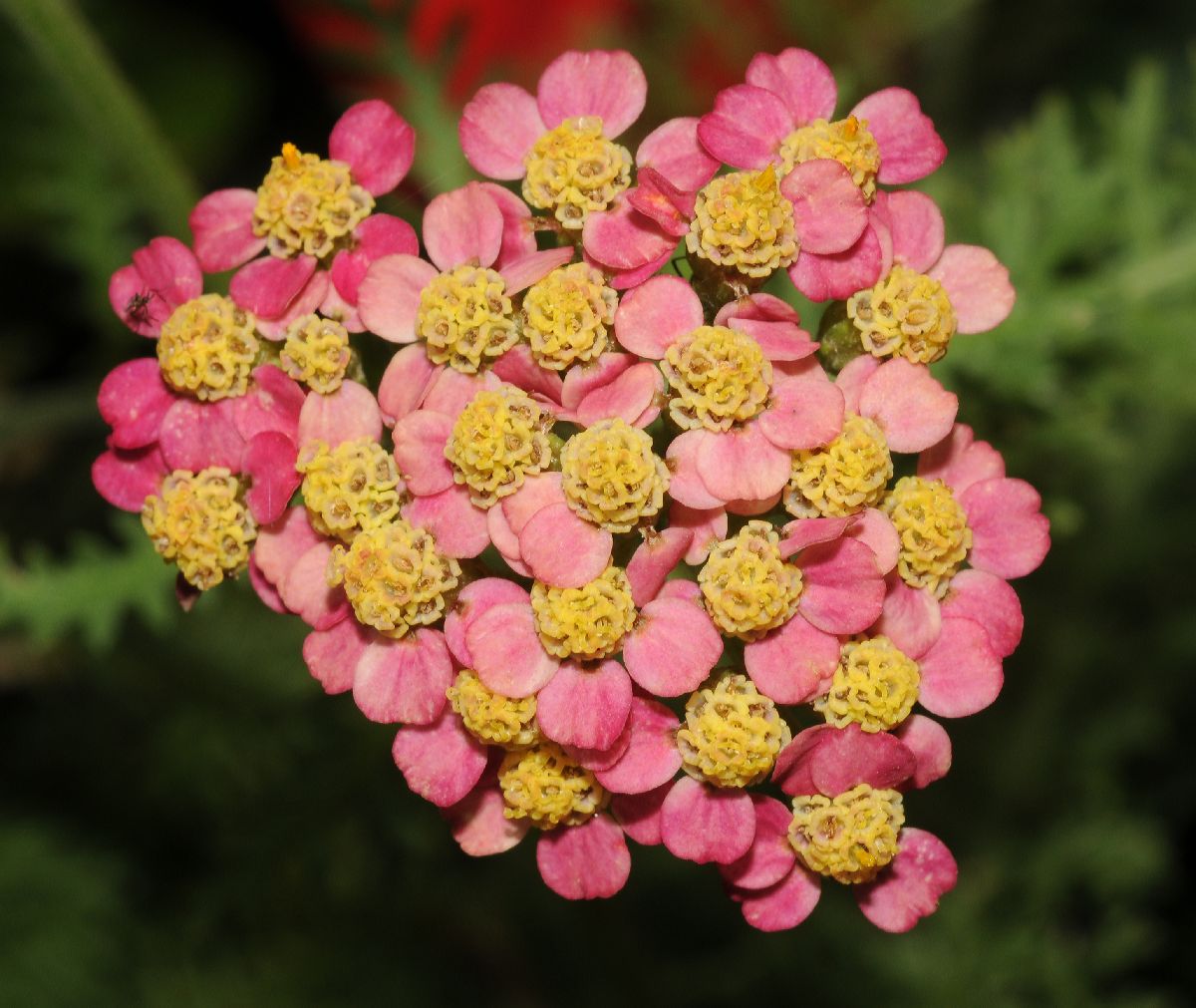 Asteraceae Achillea millefolium
