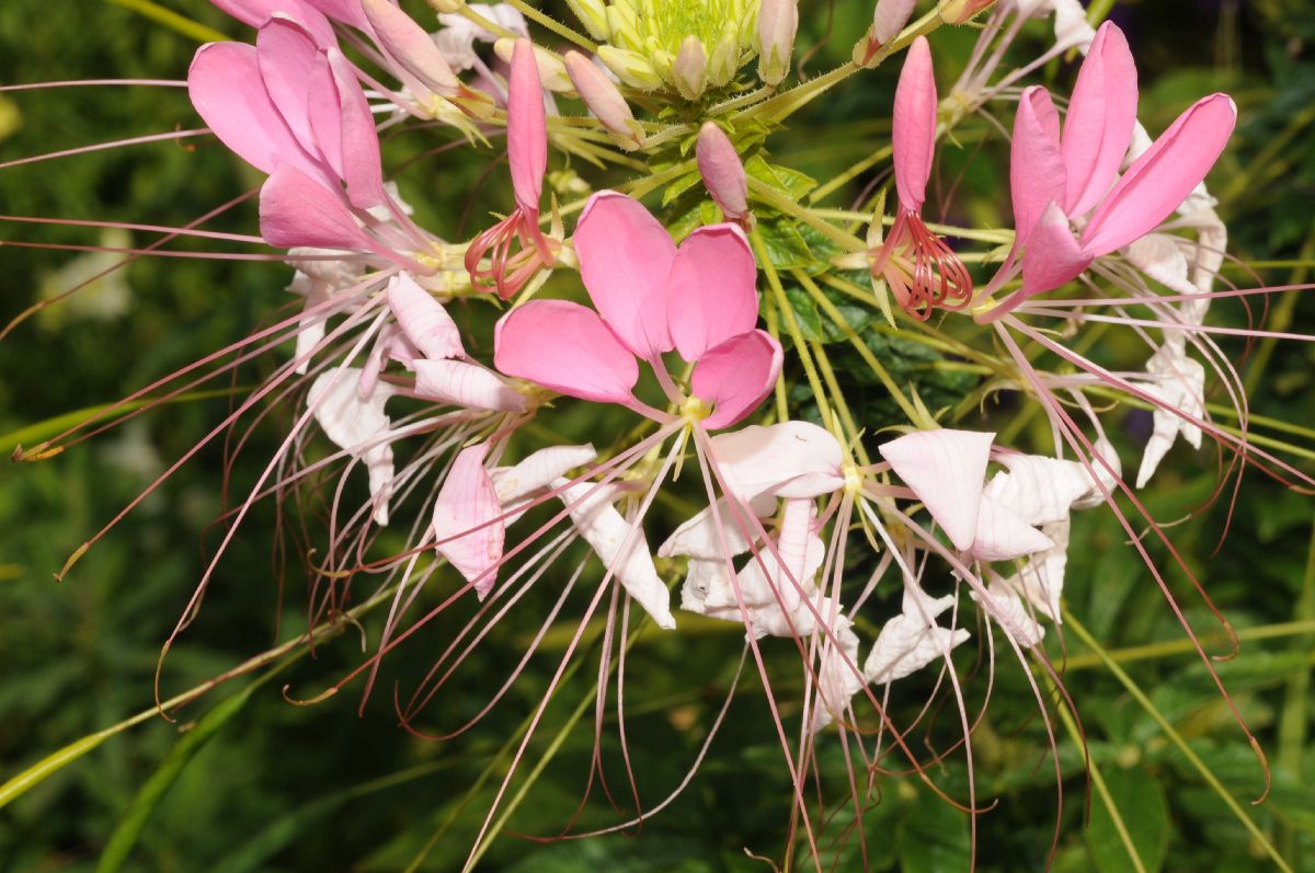 Cleomaceae Cleome hassleriana