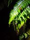 image of Lomaridium fragile