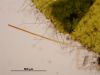 image of Alansmia reclinata