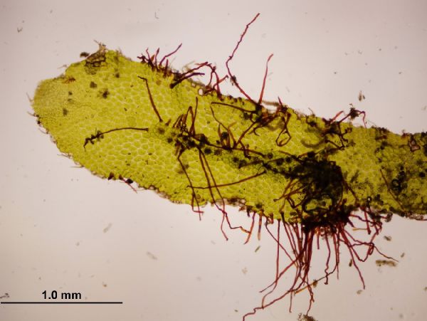 Grammitidaceae Lellingeria brevistipes