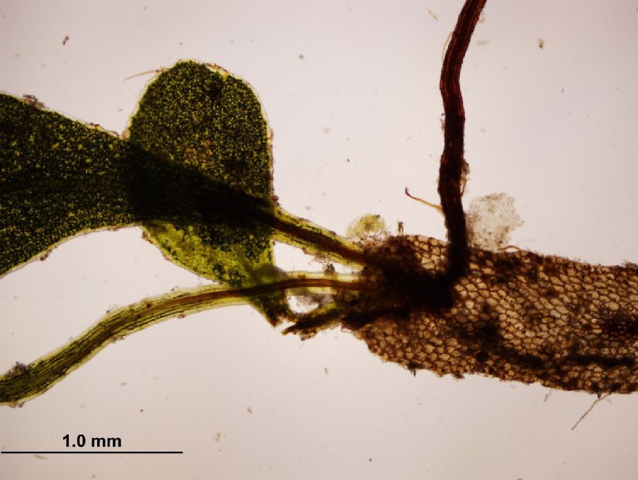 Grammitidaceae Lellingeria brevistipes