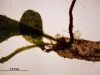 image of Lellingeria brevistipes
