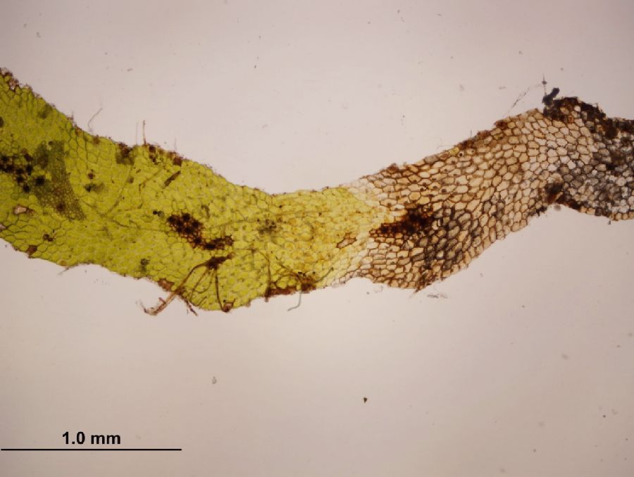 Grammitidaceae Lellingeria brevistipes