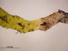 image of Lellingeria brevistipes