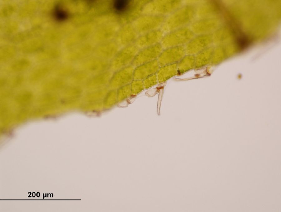 Grammitidaceae Lellingeria brevistipes