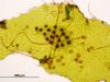 image of Lellingeria brevistipes