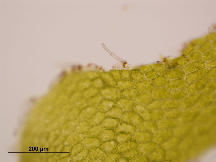 Grammitidaceae Lellingeria brevistipes