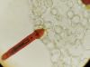 image of Moranopteris gradata