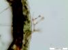 image of Alansmia reclinata