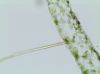 image of Alansmia reclinata
