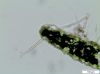 image of Alansmia reclinata
