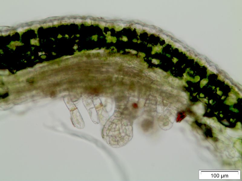 Grammitidaceae Lellingeria apiculata