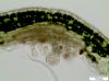 image of Lellingeria apiculata