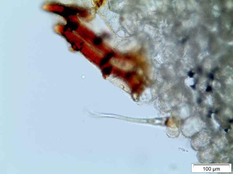Grammitidaceae Lellingeria apiculata