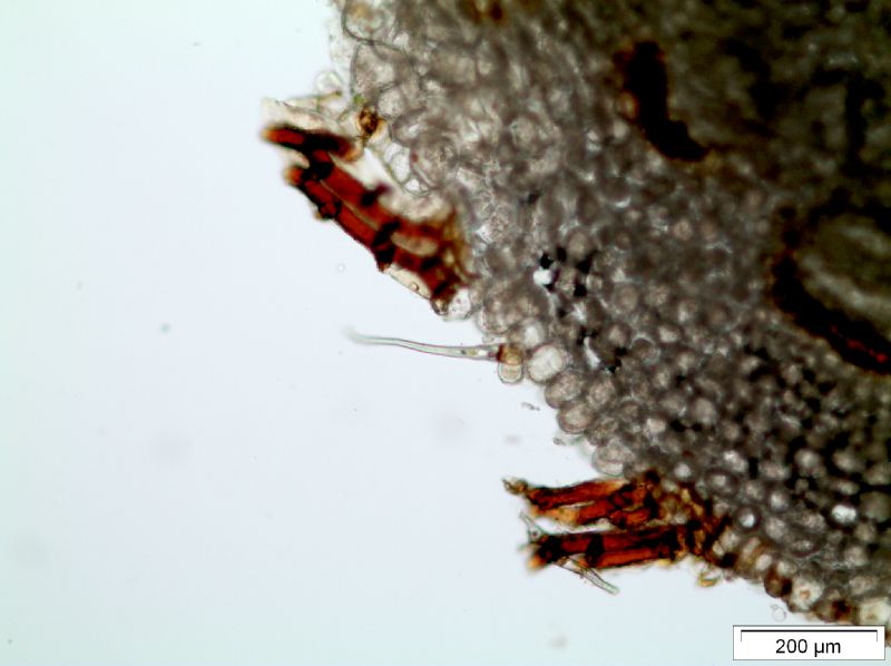 Grammitidaceae Lellingeria apiculata