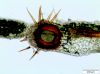 image of Lellingeria apiculata