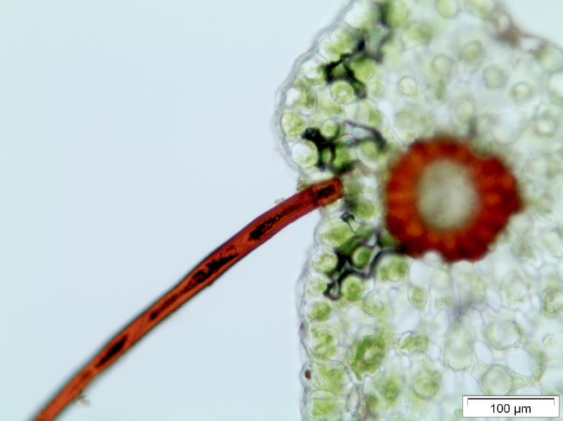 Polypodiaceae Moranopteris achilleifolia