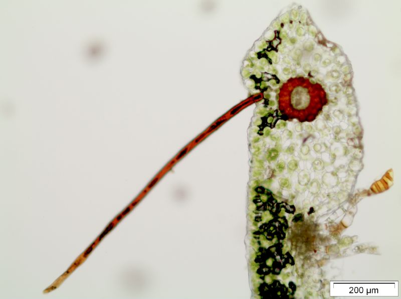 Polypodiaceae Moranopteris achilleifolia
