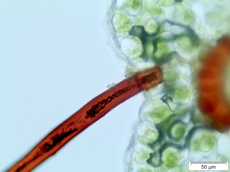 Polypodiaceae Moranopteris achilleifolia