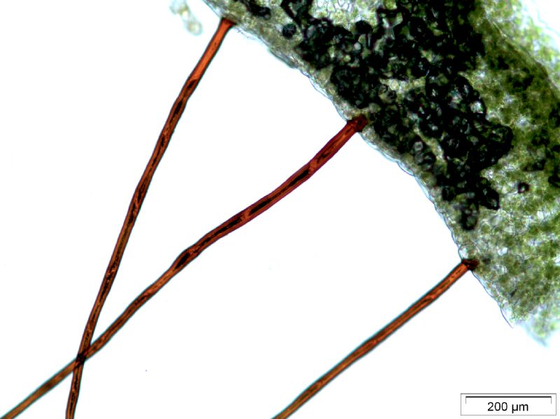 Polypodiaceae Moranopteris gradata