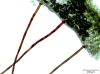 image of Moranopteris gradata
