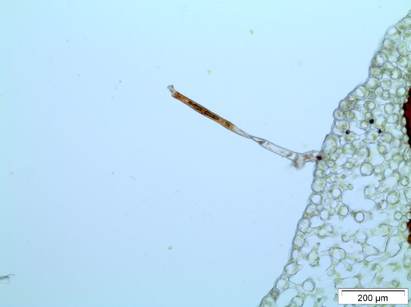 Polypodiaceae Moranopteris gradata