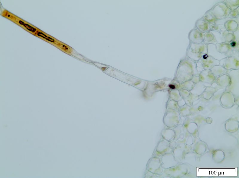 Polypodiaceae Moranopteris gradata