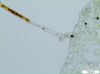 image of Moranopteris gradata