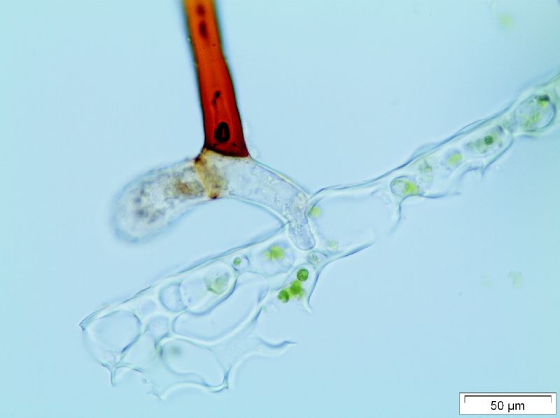 Polypodiaceae Moranopteris gradata