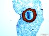 image of Moranopteris gradata