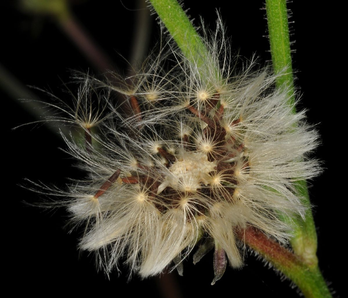 Asteraceae Picris hieracioides