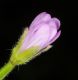 image of Epilobium parviflorum