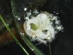 image of Vallisneria americana