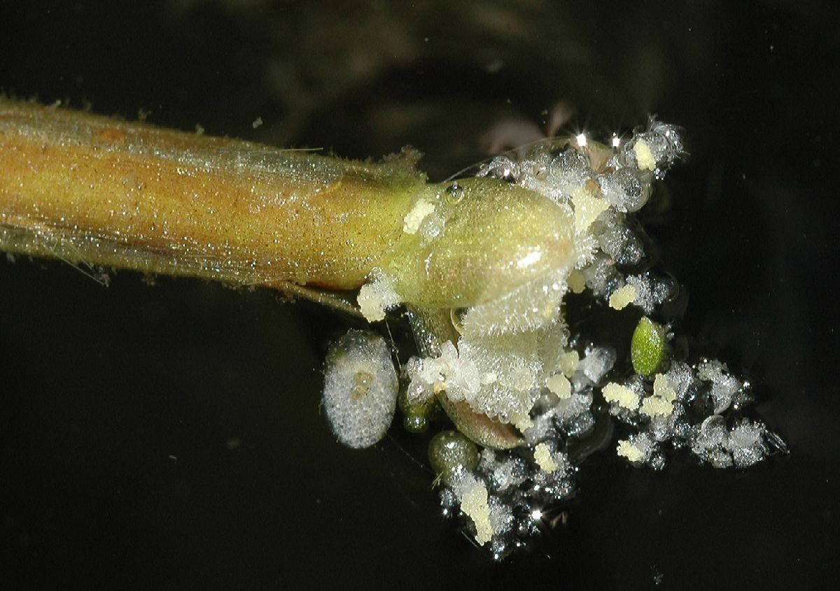 Hydrocharitaceae Vallisneria americana