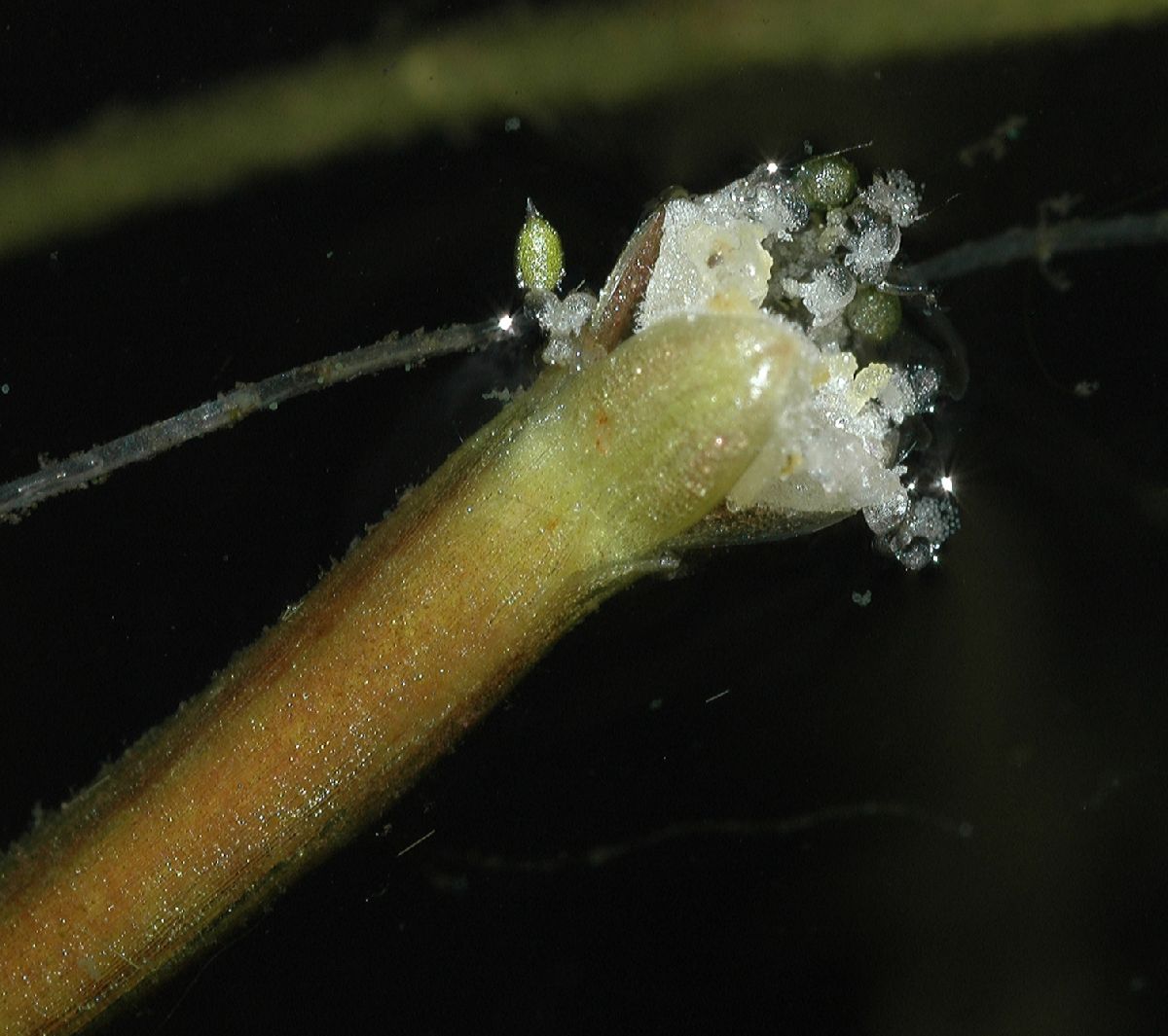 Hydrocharitaceae Vallisneria americana