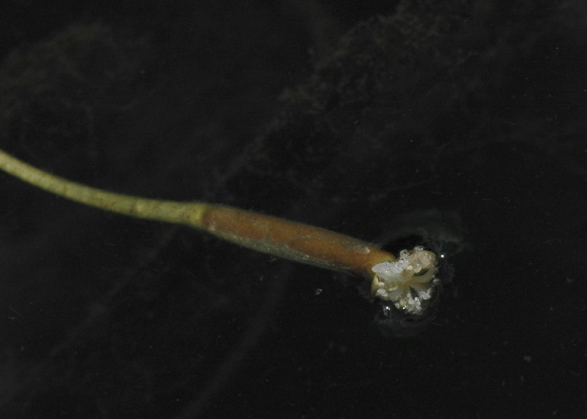 Hydrocharitaceae Vallisneria americana