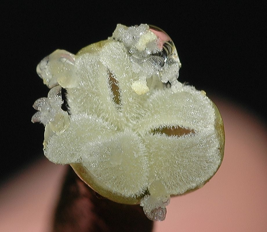 Hydrocharitaceae Vallisneria americana