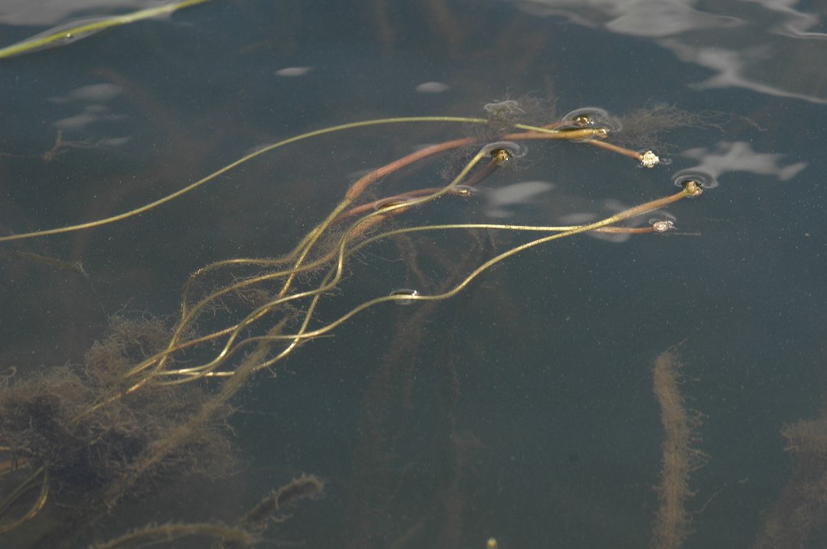 Hydrocharitaceae Vallisneria americana