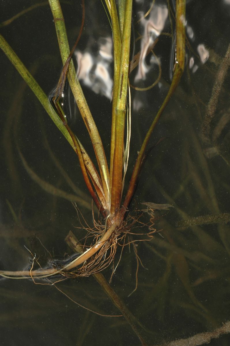 Hydrocharitaceae Vallisneria americana