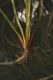 image of Vallisneria americana