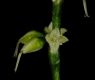 image of Polygonum virginianum