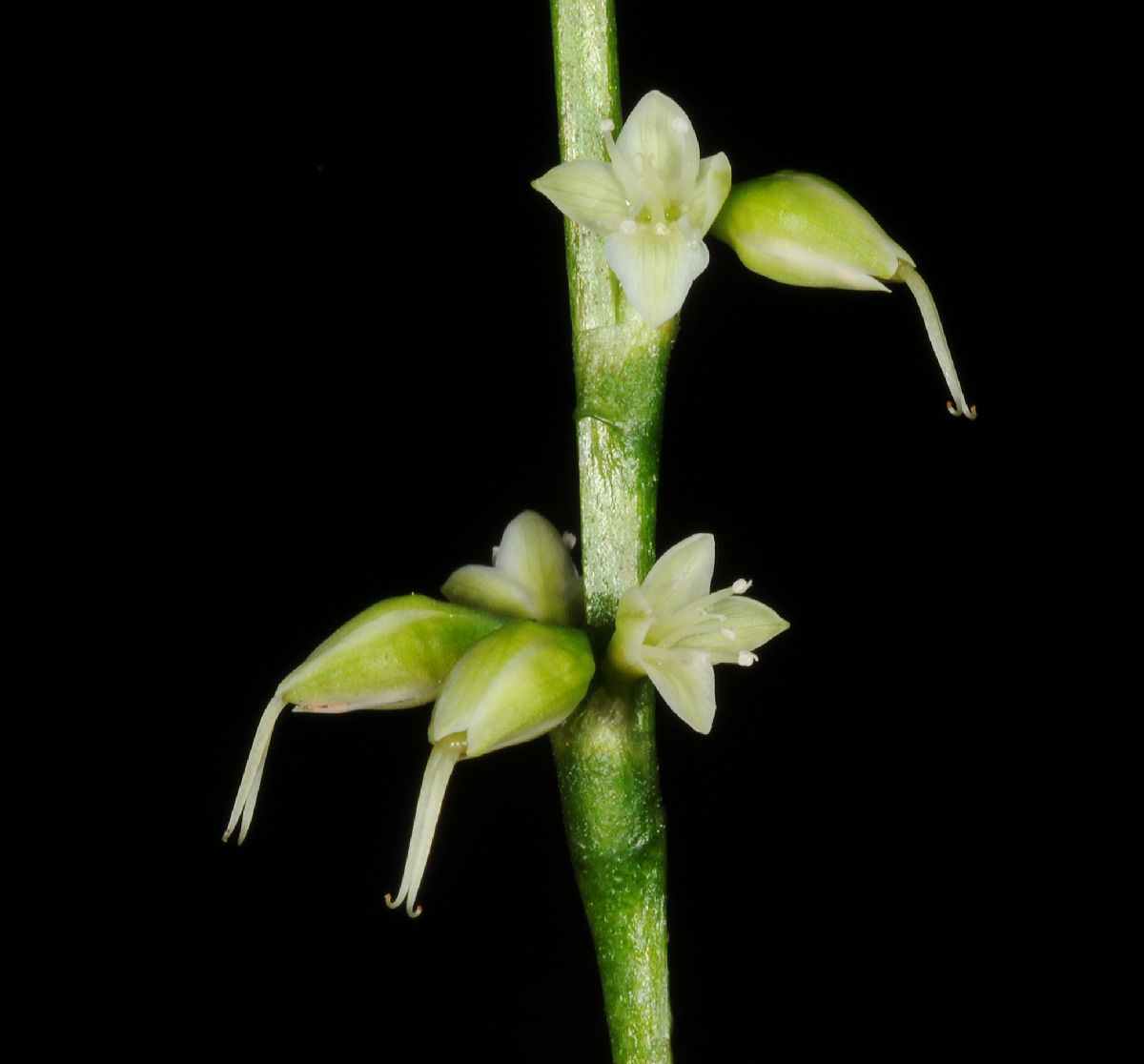 Polygonaceae Polygonum virginianum