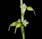 image of Polygonum virginianum