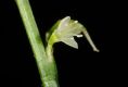 image of Polygonum virginianum