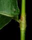 image of Polygonum virginianum
