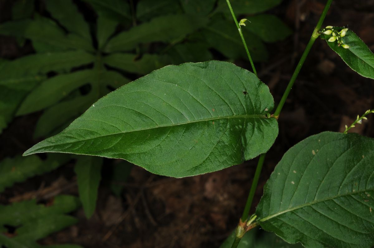 Polygonaceae Polygonum virginianum