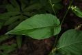image of Polygonum virginianum