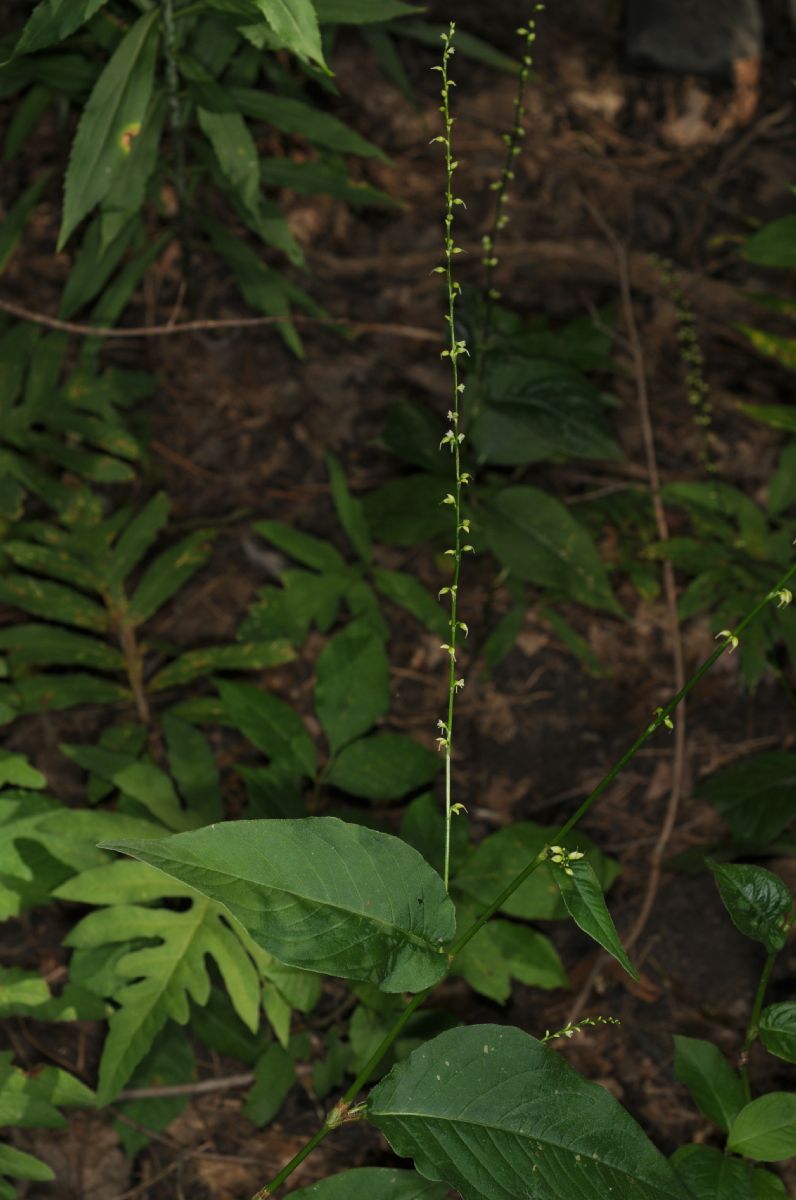Polygonaceae Polygonum virginianum