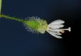 image of Circaea alpina